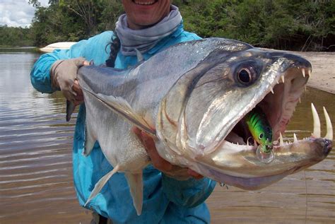 8 River Monsters That Will Keep You Out Of Water For The Rest Of Your