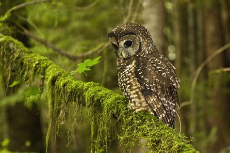 Spotted Owl Basics