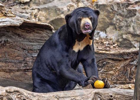 What Do Bears Eat Diet Of All 8 Species Omnivore Foods Storyteller