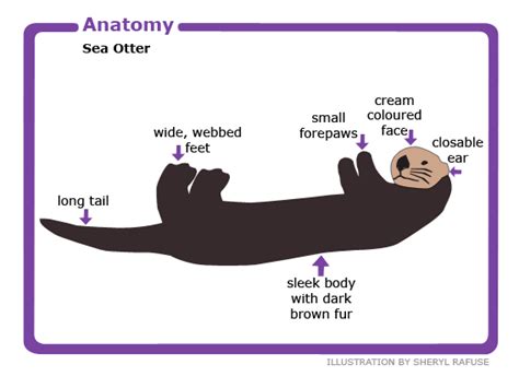 Animal Facts: Sea otter | Canadian Geographic