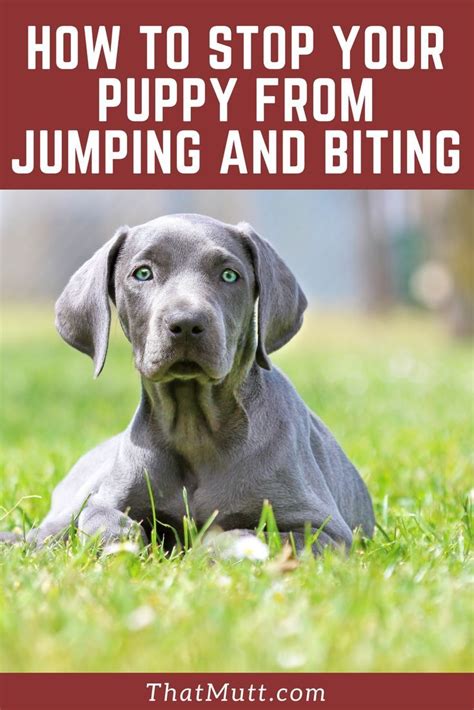 Puppy Training Biting And Jumping / A very important part of training
