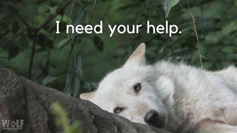 Petition · Block Idaho Legislation To Slaughter Endangered Wolf