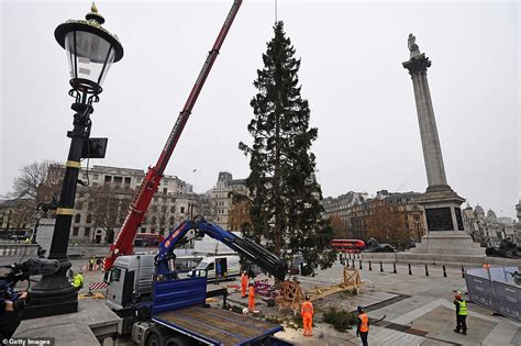 Trafalgar Squares Christmas Tree Arrives Ahead Of Virtual Ceremony Hot Lifestyle News
