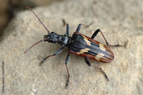 Two Banded Longhorn Beetle Rhagium Hagrium Bifasciatum Fabricius