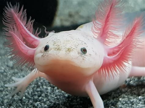 White Axolotl Premier Pet Pty Ltd