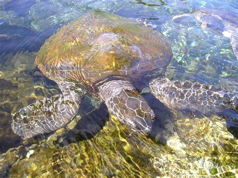 Free Image On Pixabay Turtle Animal Water Creature Turtle Images