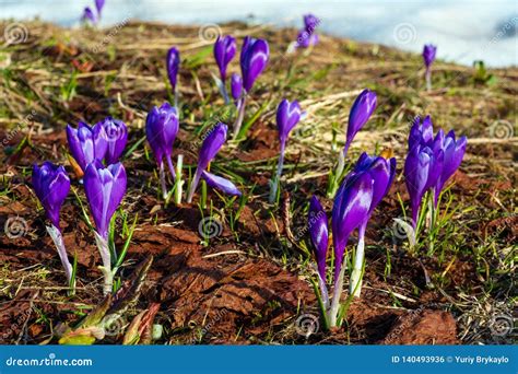 Purple Crocus Flowers On Spring Mountain Stock Photo Image Of Macro