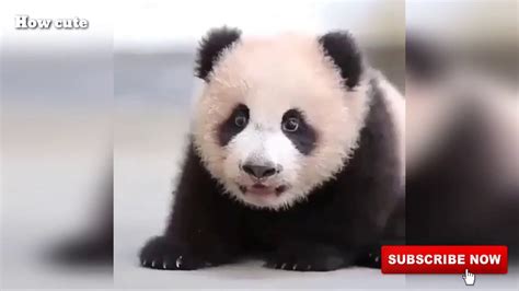 Aww Cute Funny And Cute Panda Compilation Video 2020 Youtube