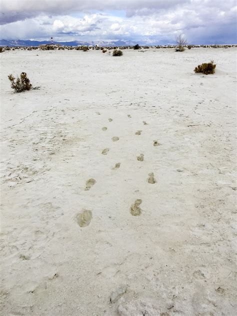 12000 Year Old Human Footprints Found In New Mexico Archaeology