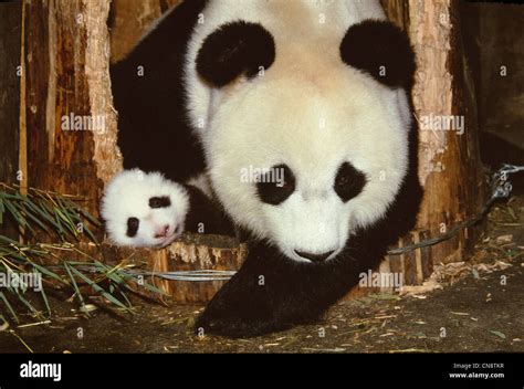 Mother Panda With Cub Wolong Sichuan China Stock Photo Alamy