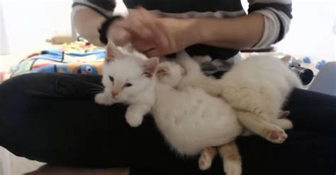 Kittens Rescued From Garbage Cant Stop Purring