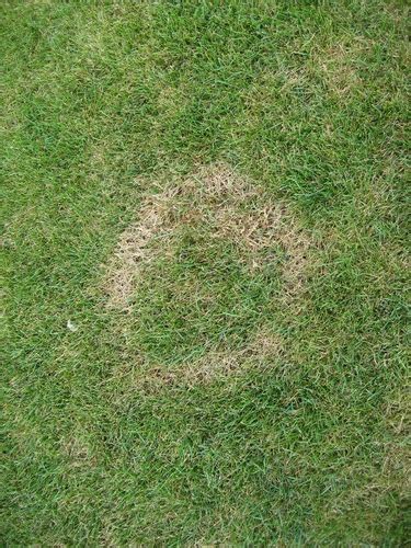 Lawn Diseases Necrotic Ring Spot Turf King
