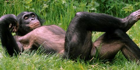 raoult le mystère des femelles bonobos le point