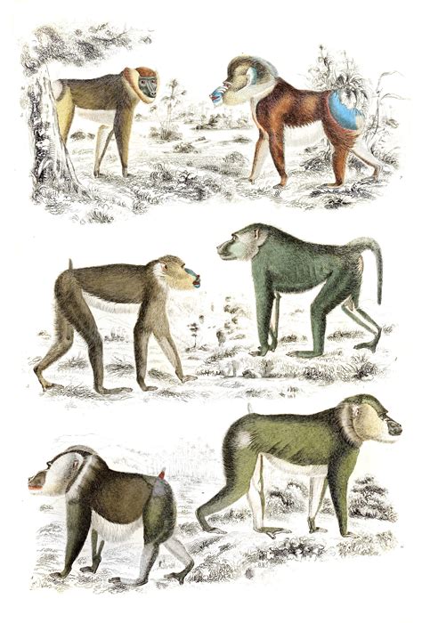 Mandrills Illustrations By Georges Cuvier 1839 Free Vintage Illustrations