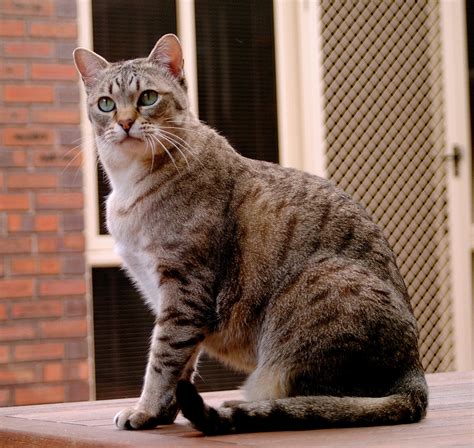 Australian mists were originally known as spotted mist cats. Australian Mist Info, Personality, Care, Kittens, Pictures ...