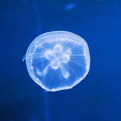 Moon Jellyfish Pictures Vitalcute