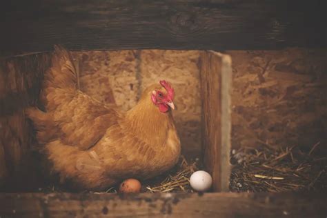 Les 10 races de poules pondeuses qui pondent les plus gros œufs