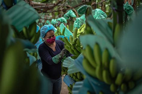 Supply Chains Latest Deadly Banana Fungus Puts Top Exporter On Alert