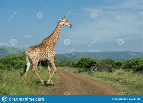A Giraffe Crosses A Dirt Road On A Sunny Day In Umkhuze Game Reserve
