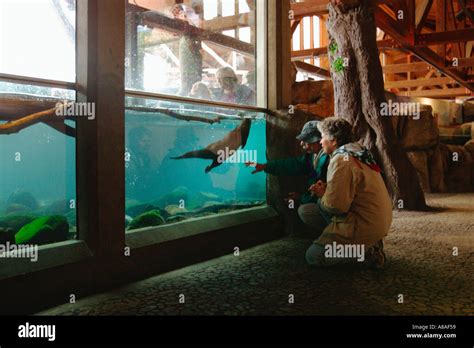 Washington Seattle Aquarium Couple Watch River Otters Swim Underwater