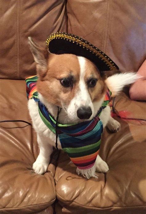 Cat mom does not approve of stealing >:3. fiesta doge! | Mom texts, Cowboy hats, Panama hat