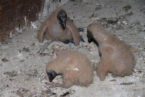 Black Vulture Facts Size Sounds Habitat Pictures