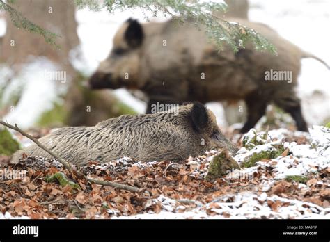 Wild Boars In A Forest Sus Scrofa Scrofa Stock Photo Alamy