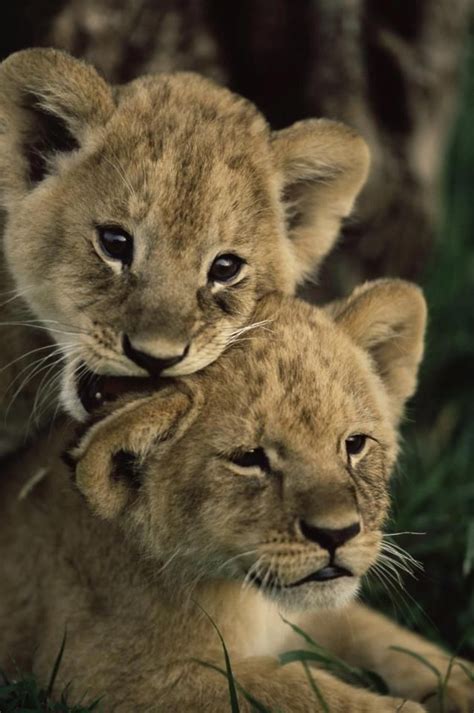 13 Best Images About Lioness And Cubs Tattoo Inspiration On Pinterest