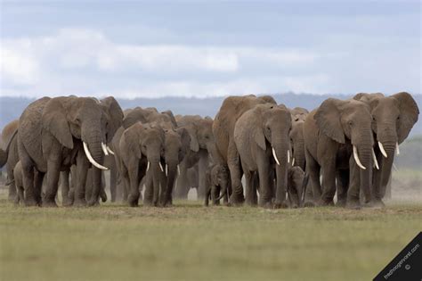 Elephant Tejanimals