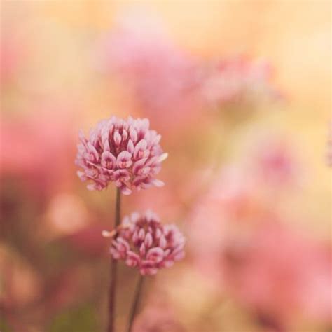 Clover is another bothersome weed that can spread quickly throughout a lawn. Pin on chlorophyllic