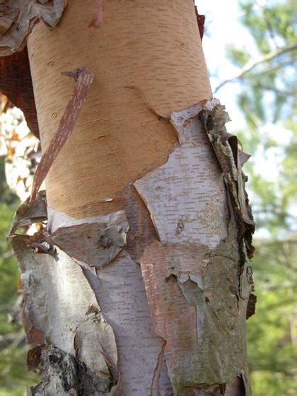 Dogwood Bark Peeling Off Fixing Tree Bark Flaking On Dogwood Trees
