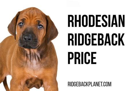 Rhodesian Ridgeback Puppies Price Full List Of Expenses