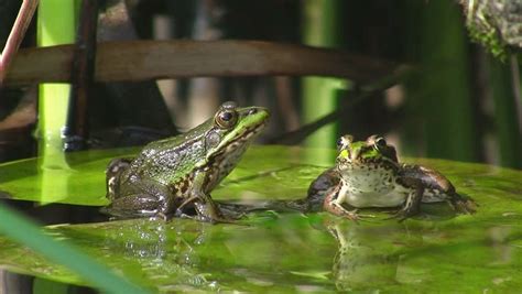 When i come home, i rest in the holes inside the wall of the well. Frog In Pond On Water Lily Stock Footage Video 535957 ...