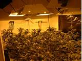 Marijuana Grow Room Pictures Images