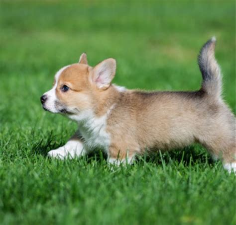 Our standards for pembroke welsh corgi breeders in florida were developed with leading veterinarians and animal welfare experts. Best Quality Corgi Puppies for Sale In Singapore (June 2019)