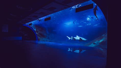 Atlantic Ocean Uks Largest Tank National Marine Aquarium