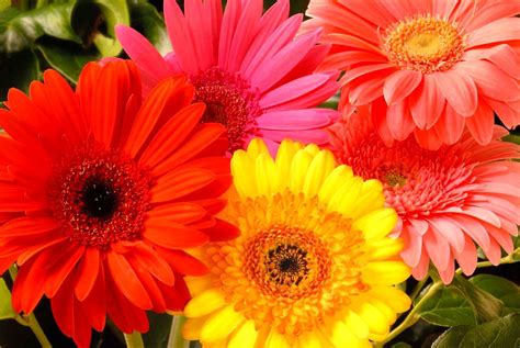 Selain dikenal sebagai tanaman herbal, bunga telang ini juga bagus untuk tanaman hias lho, dengan kombinasi warna biru dan putihnya. Bunga Gerbera/Hebras Merupakan Bunga Hias | Alam Indah