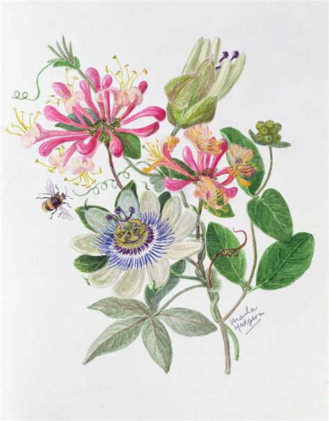 Passion Flower Painting At Explore Collection Of Passion Flower Painting