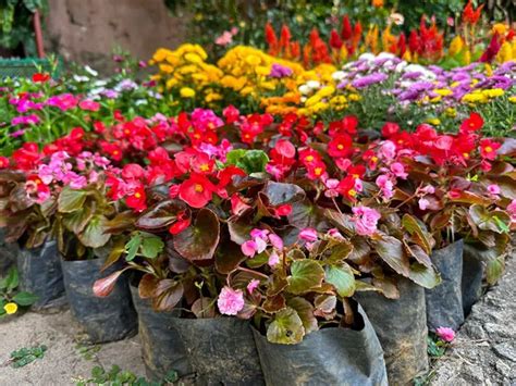How Much Sun Do Begonias Need 4 Best Tips To Optimal Light