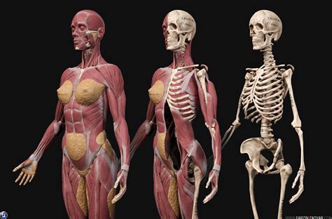 3d Model Female Anatomy Kit Vr Ar Low Poly Cgtrader