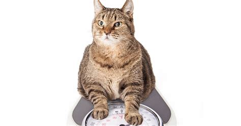 Cat Obesity Chart Meme Marcy Bradshaw