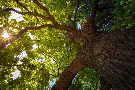 How Deep Do Oak Tree Roots Go My Heart Lives Here