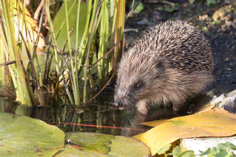 Do hogs eat slugs? - Hedgehog Street