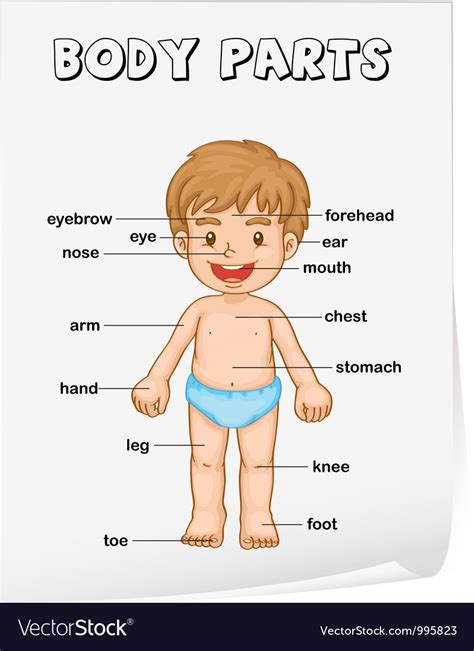 Identify and match the body parts. Body parts diagram poster vector art - Download Man ...