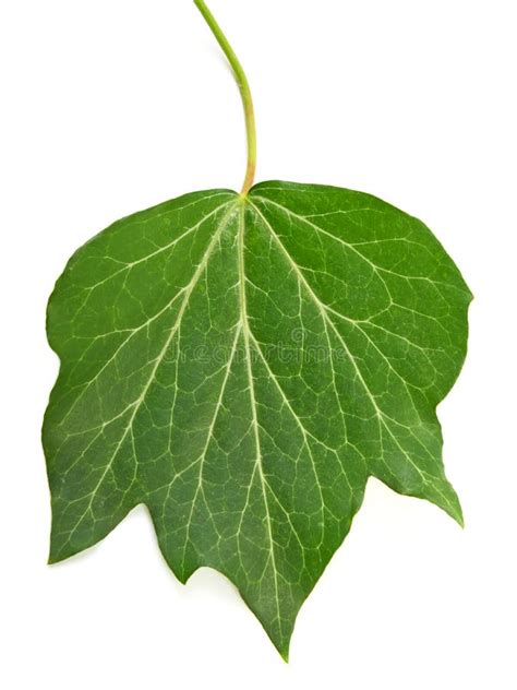 Bright Green Ivy Leaf Stock Image Image Of Leaf Nature 59905411