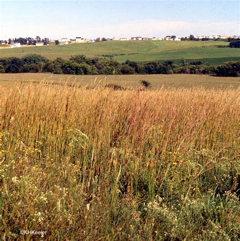 A Wandering Botanist Tallgrass Prairie The Lost Ecosystem