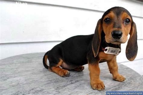 Basset Hound Dachshund Mix Puppies For Sale Petsidi