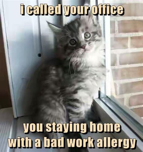 I Called Your Office You Staying Home With A Bad Work Allergy Cat