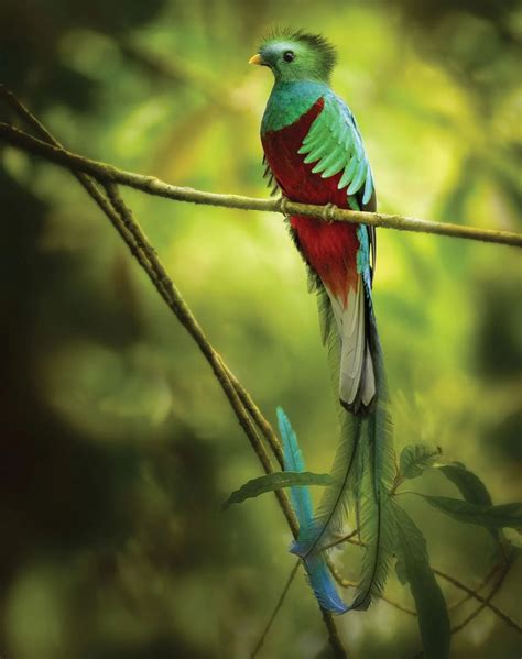 let s talk about birds the resplendent quetzal quepolandia