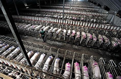 Animal Cruelty • Farms Not Factories